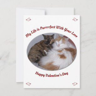 Cuddling Cats Purrfect Life Happy Valentines Day Holiday Card