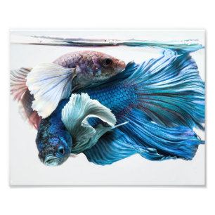 Cuddling Dumbo Betta Fish Photo Print