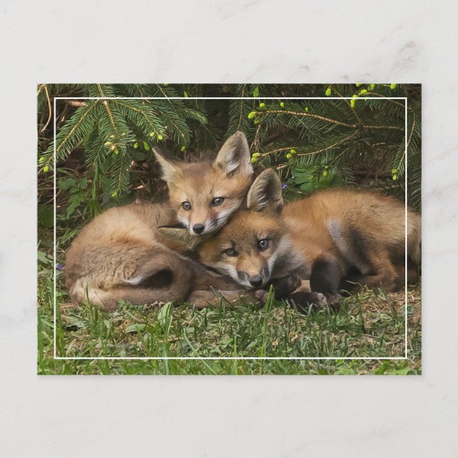 Cuddling Fox Kits  Postcard (Front)