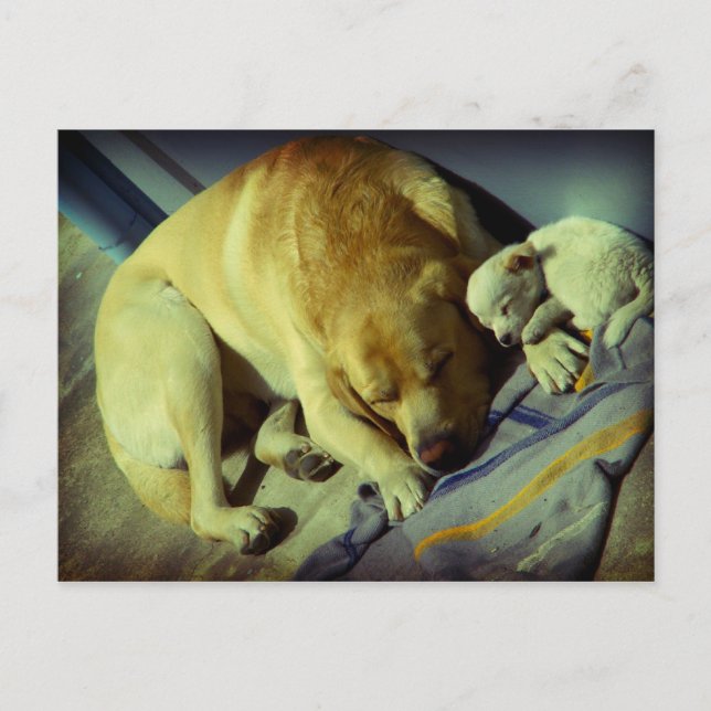 Cuddling Labrador and puppy Postcard (Front)