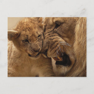 Cuddling lions postcard