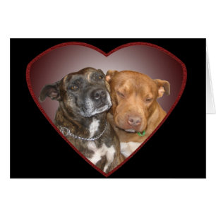 Cuddling Staffy Heart  Blank