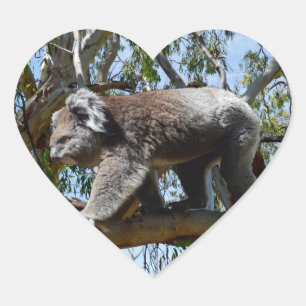 Cuddly Australian Koala Walking Along Branch, Heart Sticker