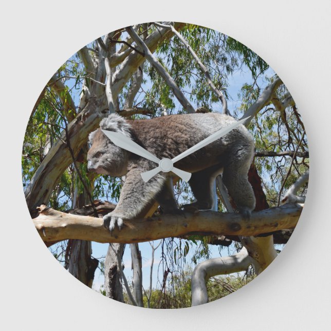 Cuddly Big Male Australian Koala, Large Clock (Front)
