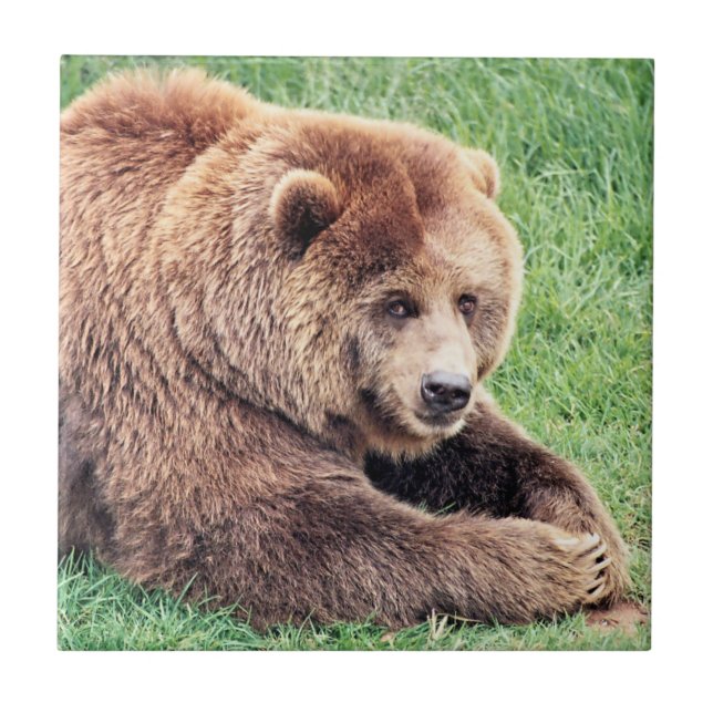 Cuddly Brown Bear Photograph Ceramic Tile (Front)