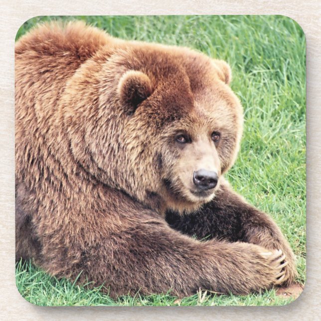 Cuddly Brown Bear Photograph Coaster (Front)