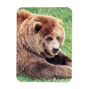 Cuddly Brown Bear Photograph Magnet