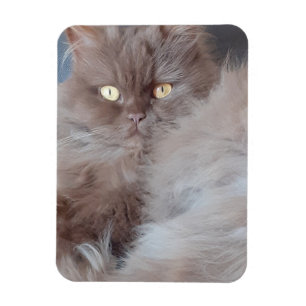 Cuddly Cat Flexible Photo Magnet