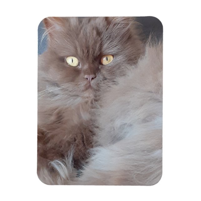 Cuddly Cat Flexible Photo Magnet (Vertical)