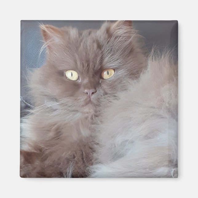 Cuddly Cat Magnet (Front)