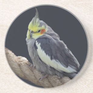 Cuddly Cockatiel Coaster