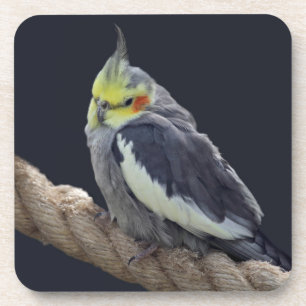 Cuddly Cockatiel Coaster Set