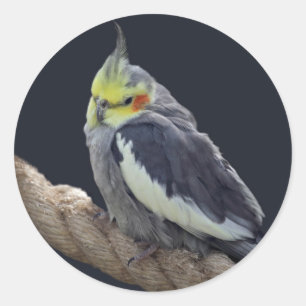 Cuddly Cockatiel Sticker