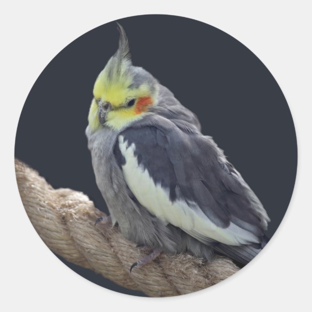 Cuddly Cockatiel Sticker (Front)