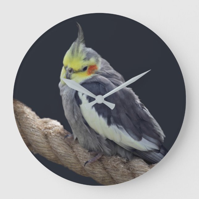 Cuddly Cockatiel Wall Clock (Front)