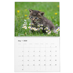 Cuddly Cute Kitten Pet Kitty Cats Feline 2021 Calendar