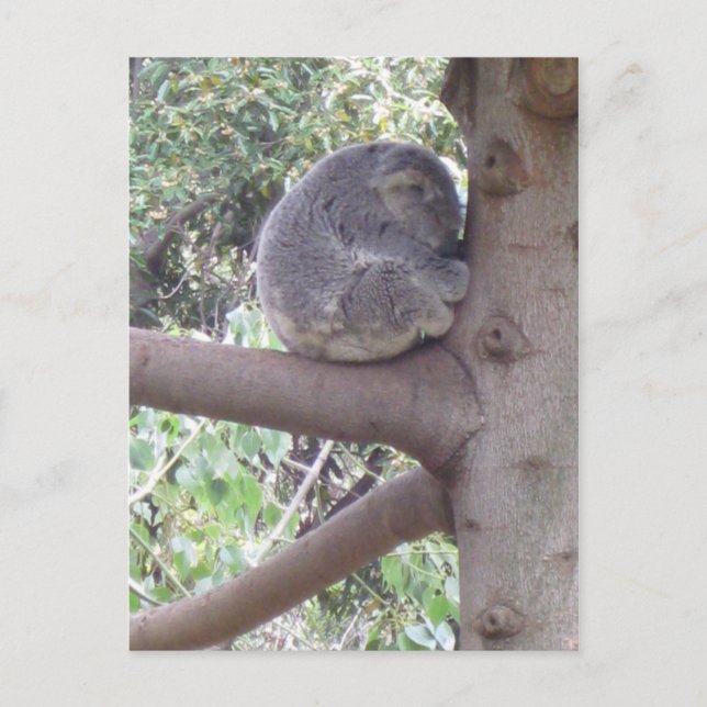 Cuddly Koala Postcard (Front)