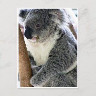 cuddly koala postcard