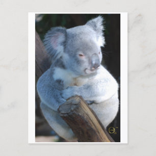 Cuddly Koala Postcard