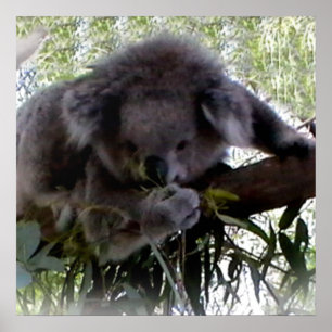 Cuddly Koala Poster