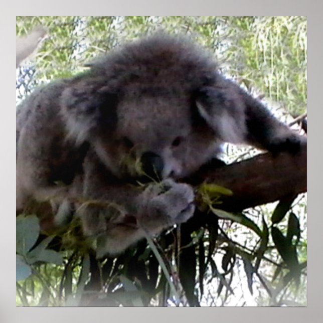 Cuddly Koala Poster (Front)