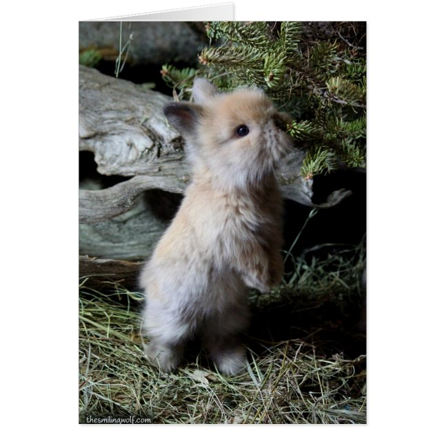 Cuddly Lionhead Bunny (Front)