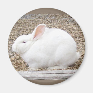 Cuddly White Bunny Magnet