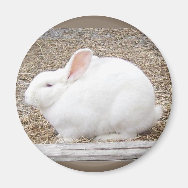 Cuddly White Bunny Magnet (Front)
