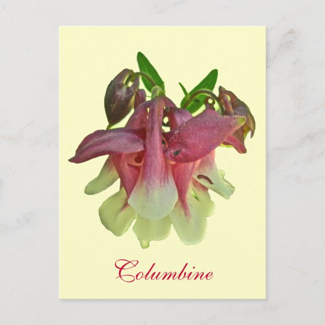Cultivated Columbine Postcard (Front)
