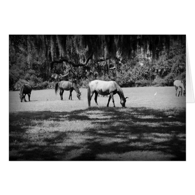 Cumberland in Black (Front Horizontal)