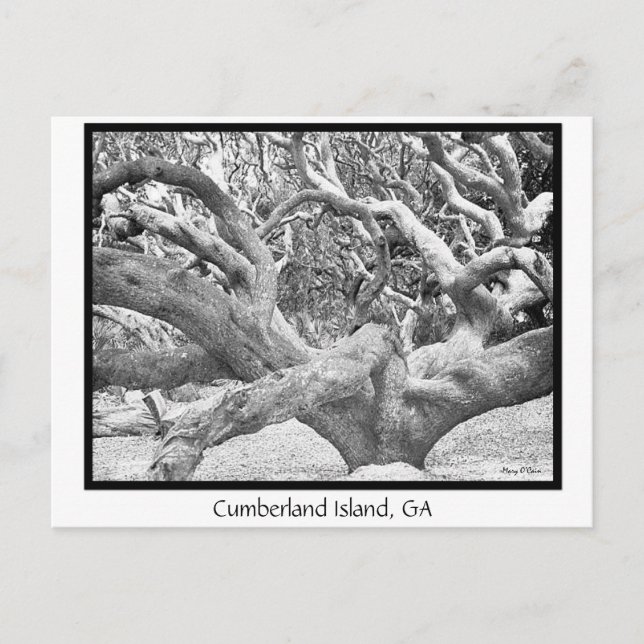 Cumberland Island, GA Postcard (Front)