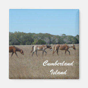 Cumberland Island Wild Horses Photo Magnet Georgia