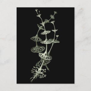 Cup Lichen Postcard