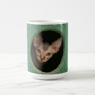 Cup with a cute sphynx kitten