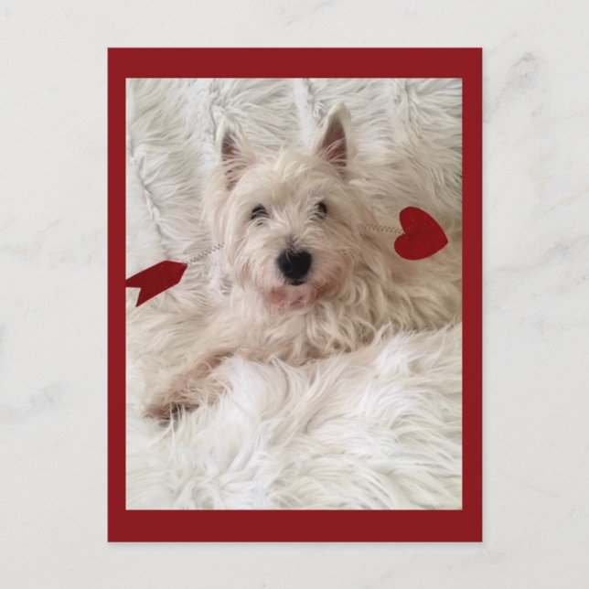 Cupid's Bow Westie Postcard (Front)