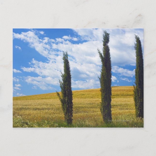 (cupressus sempervirens)  - Europe, Italy, 2 Postcard (Front)