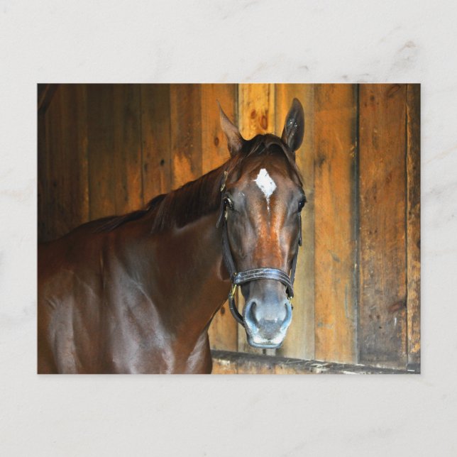 Curalina Postcard (Front)