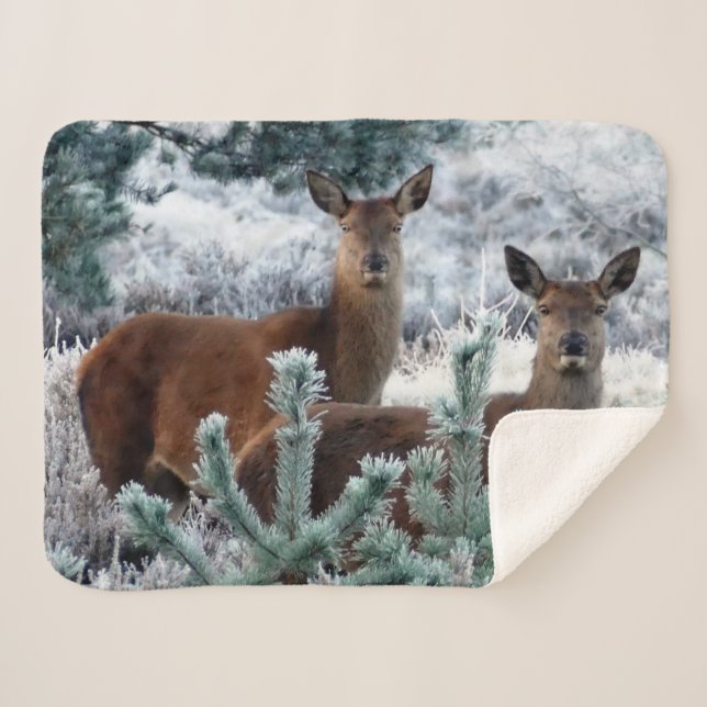 curiosity deer blanket (Front (Horizontal))