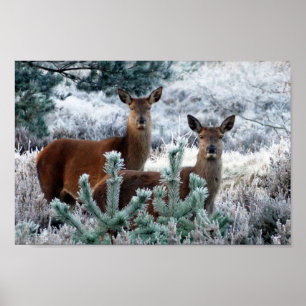 curiosity deer poster