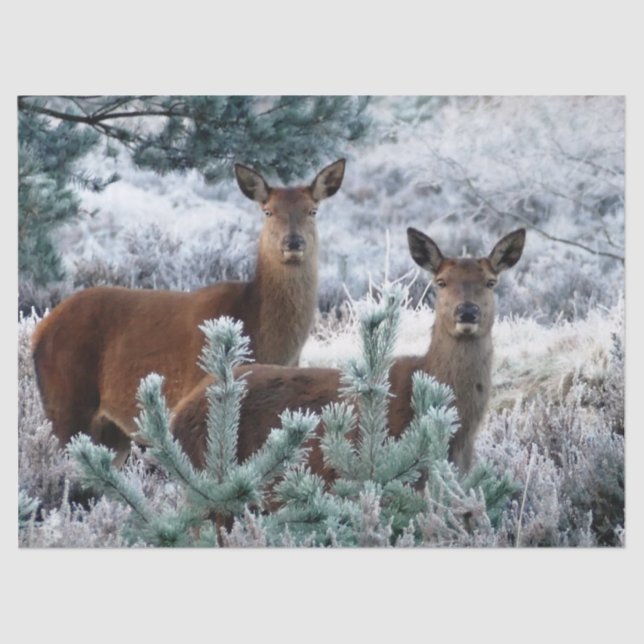 curiosity deer tissue paper (Front)