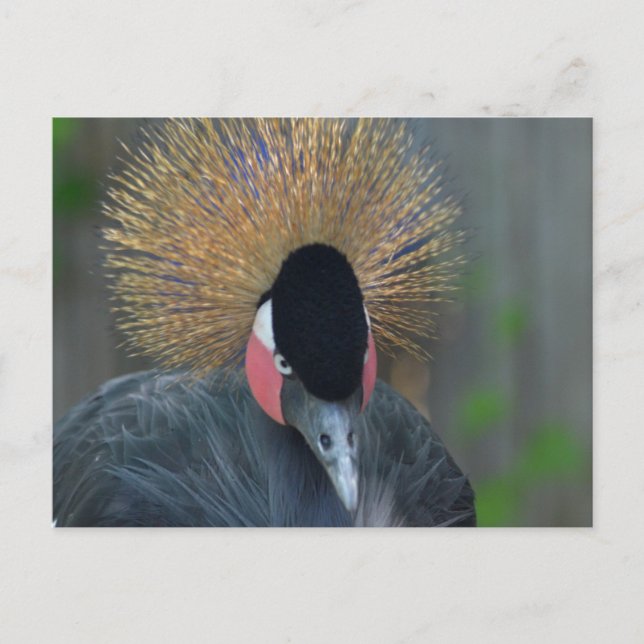 Curious African Crowned Crane Postcard (Front)