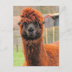 Curious Alpaca ~ postcard
