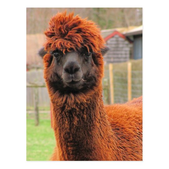 Curious Alpaca ~ postcard