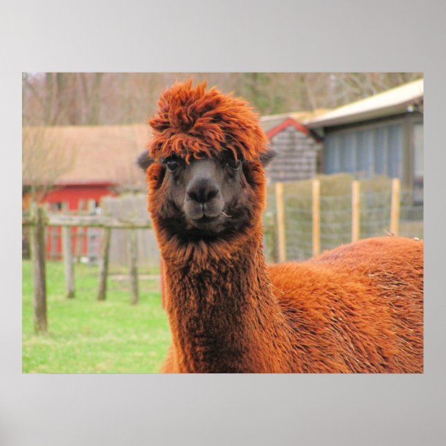 Curious Alpaca ~ print (Front)