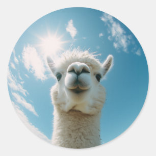 Curious Alpaca Under the Sun Classic Round Sticker