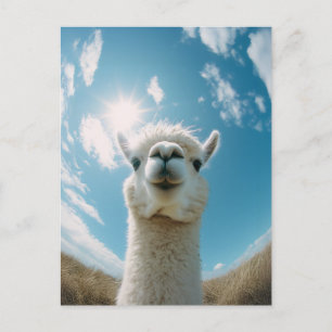 Curious Alpaca Under the Sun Postcard