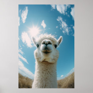 Curious Alpaca Under the Sun Poster