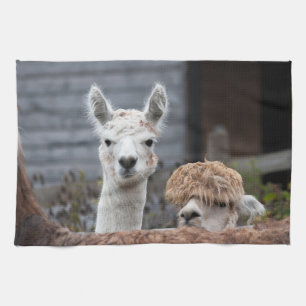 Curious Alpacas Funny Animals Tea Towel