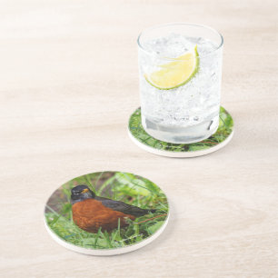 Curious American Robin Songbird in the Grass Coaster