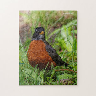 Curious American Robin Songbird in the Grass Jigsaw Puzzle